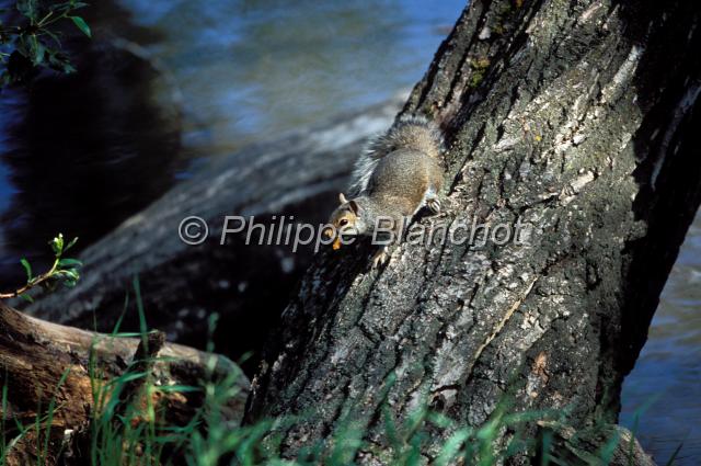 ecureuil roux.JPG - Ecureuil rouxAmerican Red SquirrelTamiasciurus hudsonicusRocheuses canadiennesAlbertaCanada
